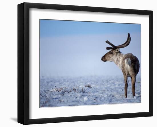 Barren Ground Caribou, Arctic National Wildlife Refuge, Alaska, USA-Steve Kazlowski-Framed Photographic Print