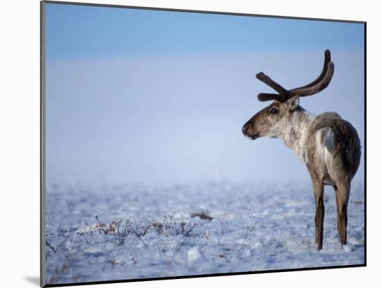 Barren Ground Caribou, Arctic National Wildlife Refuge, Alaska, USA-Steve Kazlowski-Mounted Photographic Print