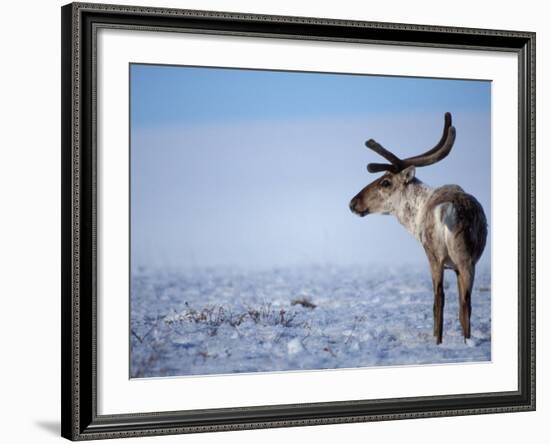 Barren Ground Caribou, Arctic National Wildlife Refuge, Alaska, USA-Steve Kazlowski-Framed Photographic Print