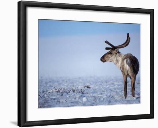 Barren Ground Caribou, Arctic National Wildlife Refuge, Alaska, USA-Steve Kazlowski-Framed Photographic Print