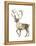 Barren Ground Caribou (Rangifer Arcticus), Mammals-Encyclopaedia Britannica-Framed Stretched Canvas