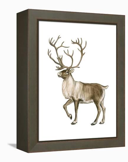 Barren Ground Caribou (Rangifer Arcticus), Mammals-Encyclopaedia Britannica-Framed Stretched Canvas