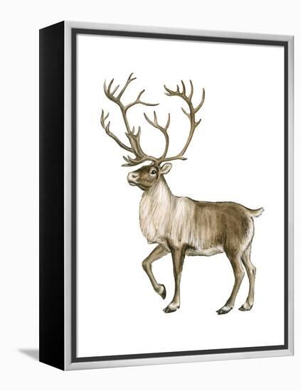 Barren Ground Caribou (Rangifer Arcticus), Mammals-Encyclopaedia Britannica-Framed Stretched Canvas