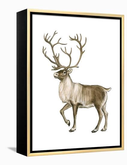 Barren Ground Caribou (Rangifer Arcticus), Mammals-Encyclopaedia Britannica-Framed Stretched Canvas