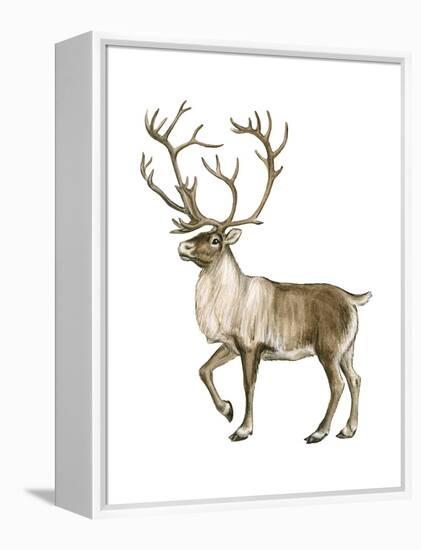 Barren Ground Caribou (Rangifer Arcticus), Mammals-Encyclopaedia Britannica-Framed Stretched Canvas