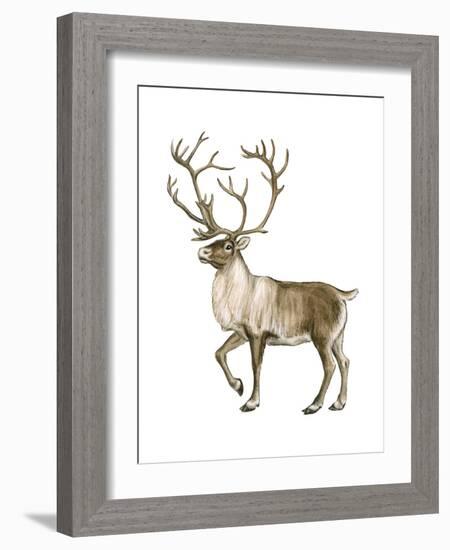 Barren Ground Caribou (Rangifer Arcticus), Mammals-Encyclopaedia Britannica-Framed Art Print