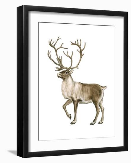 Barren Ground Caribou (Rangifer Arcticus), Mammals-Encyclopaedia Britannica-Framed Art Print