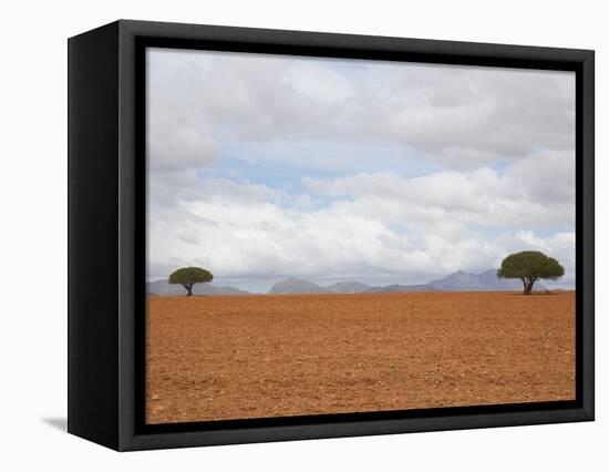 Barren Landscape with Trees-Ted Levine-Framed Premier Image Canvas