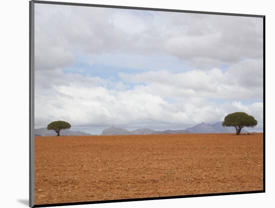 Barren Landscape with Trees-Ted Levine-Mounted Photographic Print