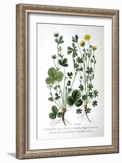 Barren Strawberry and Spring Cinquefoil, 1893-null-Framed Giclee Print