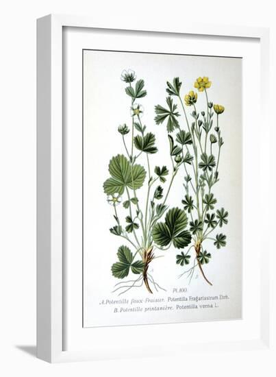 Barren Strawberry and Spring Cinquefoil, 1893-null-Framed Giclee Print