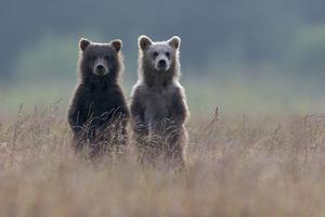Two Brown Bear Spring Cubs Standing Side-by-side in Curiosity by Barrett Hedges