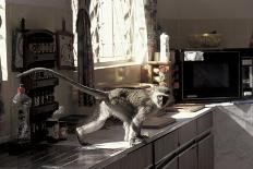 Juvenile Vervet Monkey Raids Kitchen (Chlorocebus - Cercopithecus Aethiops) Durban-Barrie Britton-Photographic Print