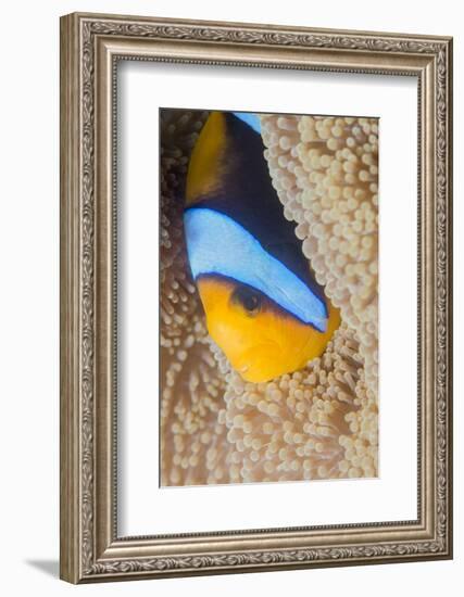 Barrier Reef Anenomefis (Amphiprion Akindynos) in Tentacles of Host Anemone in Symbiosis-Louise Murray-Framed Photographic Print