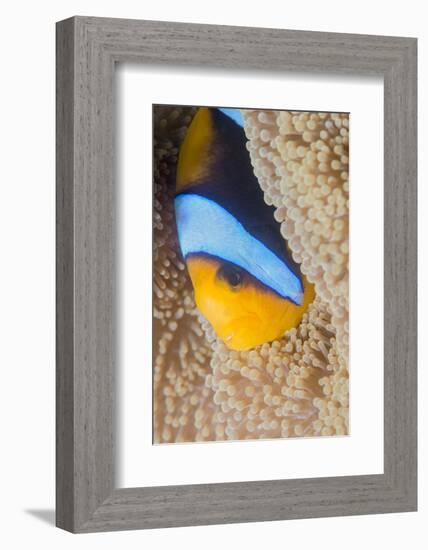 Barrier Reef Anenomefis (Amphiprion Akindynos) in Tentacles of Host Anemone in Symbiosis-Louise Murray-Framed Photographic Print