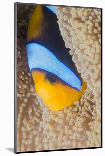 Barrier Reef Anenomefis (Amphiprion Akindynos) in Tentacles of Host Anemone in Symbiosis-Louise Murray-Mounted Photographic Print