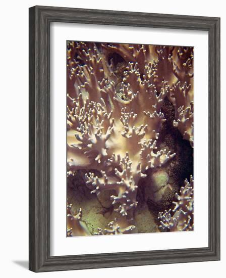 Barrier Reef Coral I-Kathy Mansfield-Framed Photographic Print