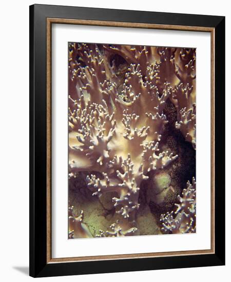 Barrier Reef Coral I-Kathy Mansfield-Framed Photographic Print