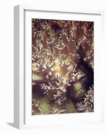 Barrier Reef Coral I-Kathy Mansfield-Framed Photographic Print