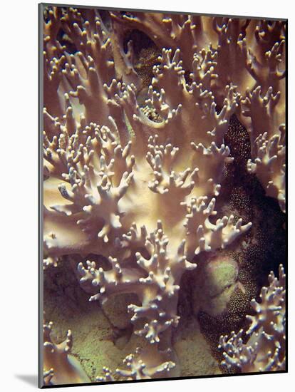 Barrier Reef Coral I-Kathy Mansfield-Mounted Photographic Print