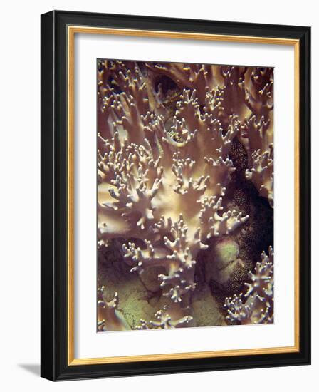 Barrier Reef Coral I-Kathy Mansfield-Framed Photographic Print