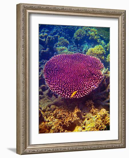 Barrier Reef Coral II-Kathy Mansfield-Framed Photographic Print