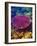 Barrier Reef Coral II-Kathy Mansfield-Framed Photographic Print