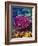 Barrier Reef Coral II-Kathy Mansfield-Framed Photographic Print