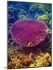 Barrier Reef Coral II-Kathy Mansfield-Mounted Photographic Print