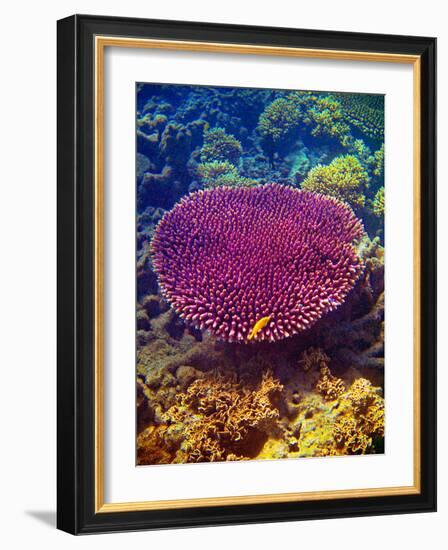 Barrier Reef Coral II-Kathy Mansfield-Framed Photographic Print