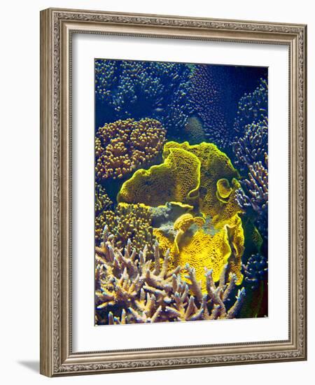 Barrier Reef Coral III-Kathy Mansfield-Framed Photographic Print