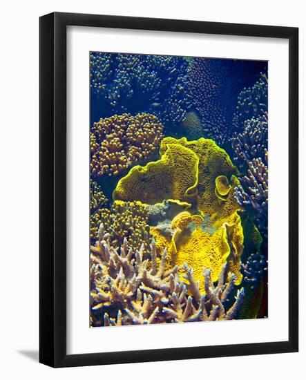 Barrier Reef Coral III-Kathy Mansfield-Framed Photographic Print