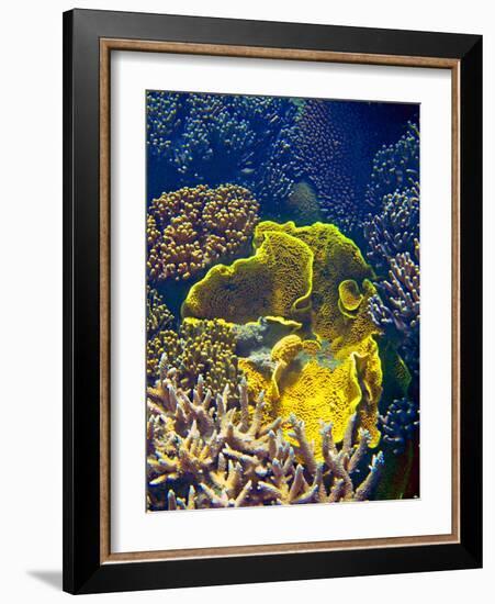 Barrier Reef Coral III-Kathy Mansfield-Framed Photographic Print