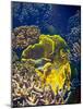 Barrier Reef Coral III-Kathy Mansfield-Mounted Photographic Print