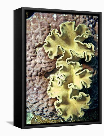 Barrier Reef Coral IV-Kathy Mansfield-Framed Premier Image Canvas