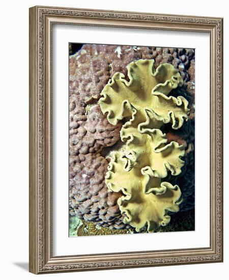Barrier Reef Coral IV-Kathy Mansfield-Framed Photographic Print
