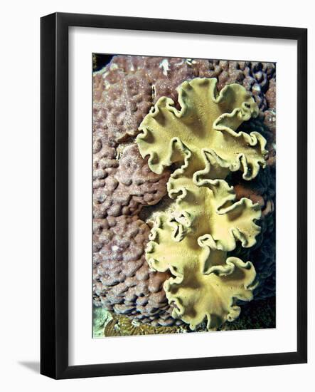 Barrier Reef Coral IV-Kathy Mansfield-Framed Photographic Print