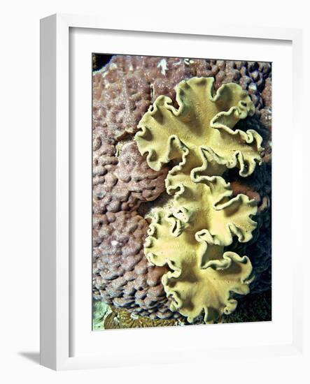 Barrier Reef Coral IV-Kathy Mansfield-Framed Photographic Print