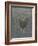 Barringtonia Acutangula-Lincoln Seligman-Framed Giclee Print