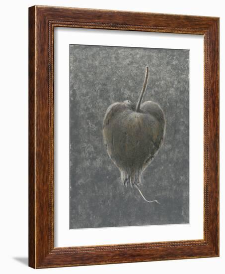 Barringtonia Acutangula-Lincoln Seligman-Framed Giclee Print
