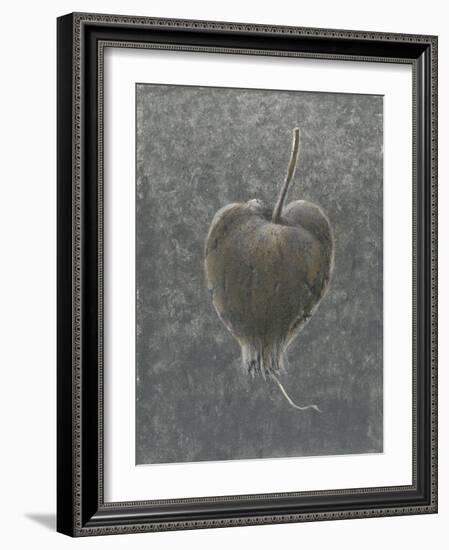 Barringtonia Acutangula-Lincoln Seligman-Framed Giclee Print