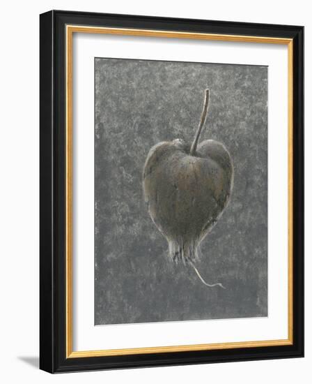 Barringtonia Acutangula-Lincoln Seligman-Framed Giclee Print