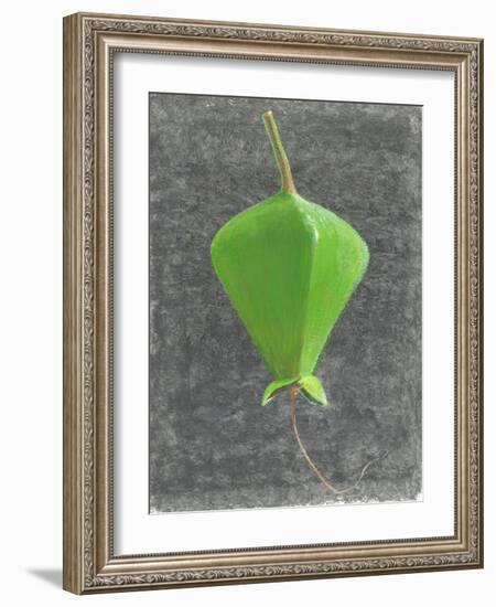 Barringtonia Acutangula-Lincoln Seligman-Framed Giclee Print