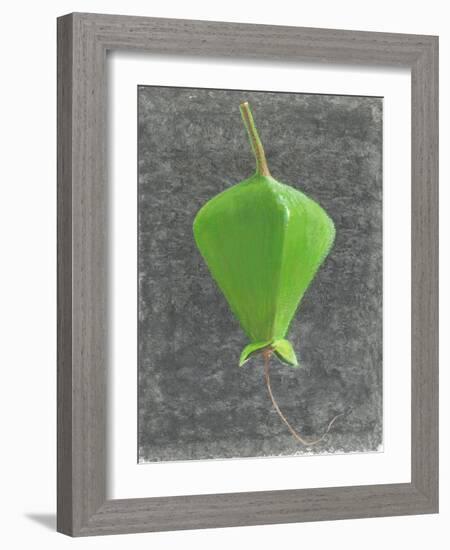 Barringtonia Acutangula-Lincoln Seligman-Framed Giclee Print