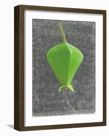 Barringtonia Acutangula-Lincoln Seligman-Framed Giclee Print