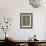 Barringtonia Acutangula-Lincoln Seligman-Framed Giclee Print displayed on a wall