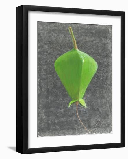 Barringtonia Acutangula-Lincoln Seligman-Framed Giclee Print