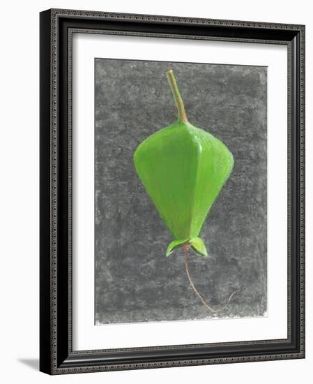 Barringtonia Acutangula-Lincoln Seligman-Framed Giclee Print