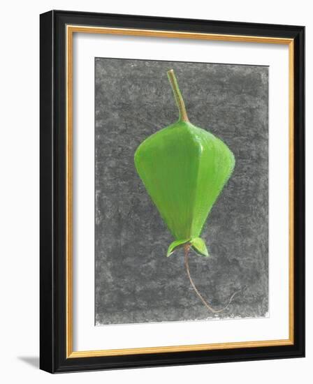 Barringtonia Acutangula-Lincoln Seligman-Framed Giclee Print