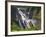 Barron Falls, Kuranda, Cairns, Queensland, Australia-Peter Adams-Framed Photographic Print